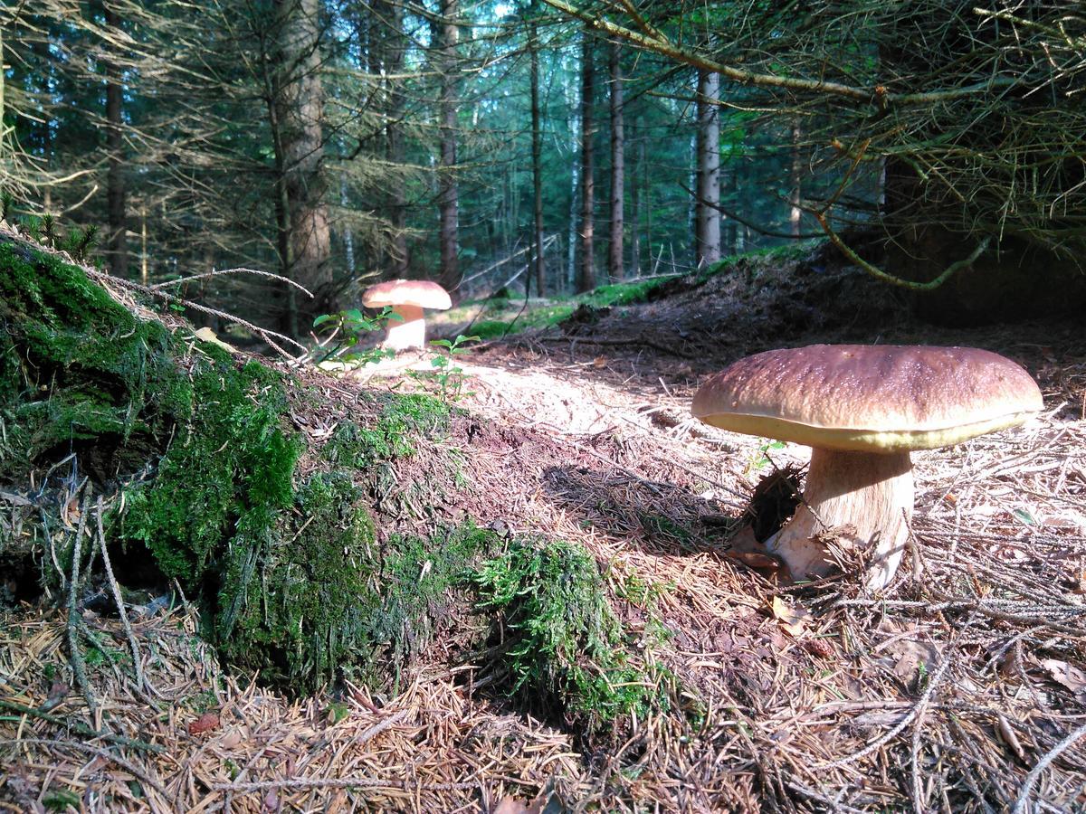 Готель Kraeuterbaude Saupsdorf Екстер'єр фото